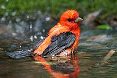 Scarlet Tanager