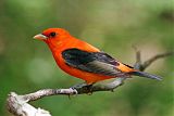 Scarlet Tanager