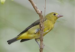 Scarlet Tanager