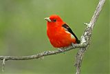 Scarlet Tanagerborder=