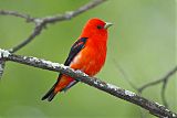 Scarlet Tanager