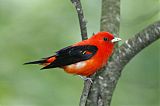 Scarlet Tanager