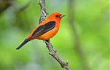 Scarlet Tanager