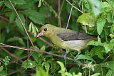 Scarlet Tanager