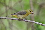 Scarlet Tanager