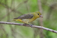 Scarlet Tanager