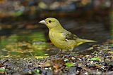 Scarlet Tanager