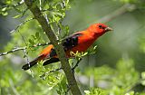 Scarlet Tanager