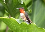 Scintillant Hummingbird