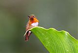 Scintillant Hummingbird