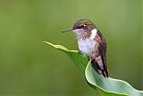 Scintillant Hummingbird