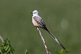 Scissor-tailed Flycatcherborder=