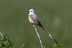 Scissor-tailed Flycatcher