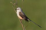 Scissor-tailed Flycatcherborder=