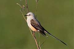 Scissor-tailed Flycatcher