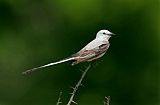 Scissor-tailed Flycatcher