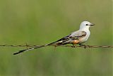 Scissor-tailed Flycatcher