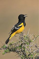 Scott's Oriole