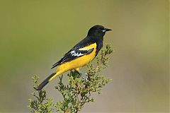 Scott's Oriole