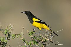 Scott's Oriole