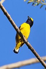 Scrub Euphonia