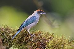 Scrub Tanager