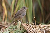 Seaside Sparrow