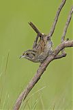 Seaside Sparrowborder=