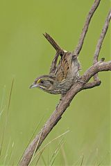 Seaside Sparrow