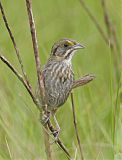 Seaside Sparrowborder=