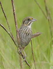 Seaside Sparrow