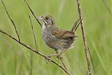 Seaside Sparrow