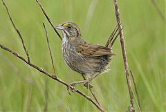 Seaside Sparrow