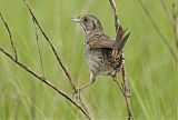 Seaside Sparrowborder=