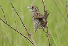 Seaside Sparrow