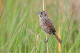 Seaside Sparrowborder=