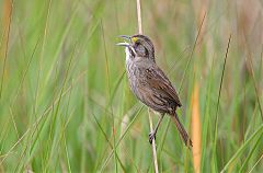 Seaside Sparrow