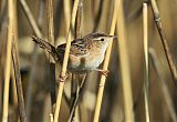 Sedge Wrenborder=