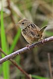 Sedge Wrenborder=