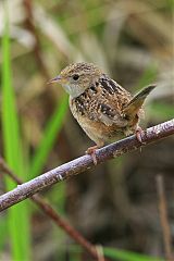 Sedge Wren