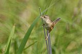 Sedge Wren