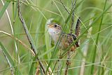 Sedge Wren