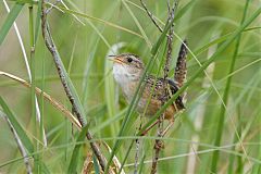 Sedge Wren