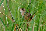 Sedge Wren