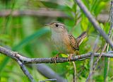 Sedge Wrenborder=