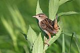 Sedge Wren