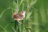 Sedge Wren