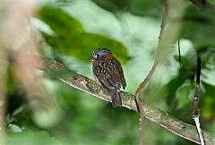 Semicollared Puffbird