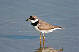 Semipalmated Plover