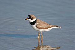 Semipalmated Plover